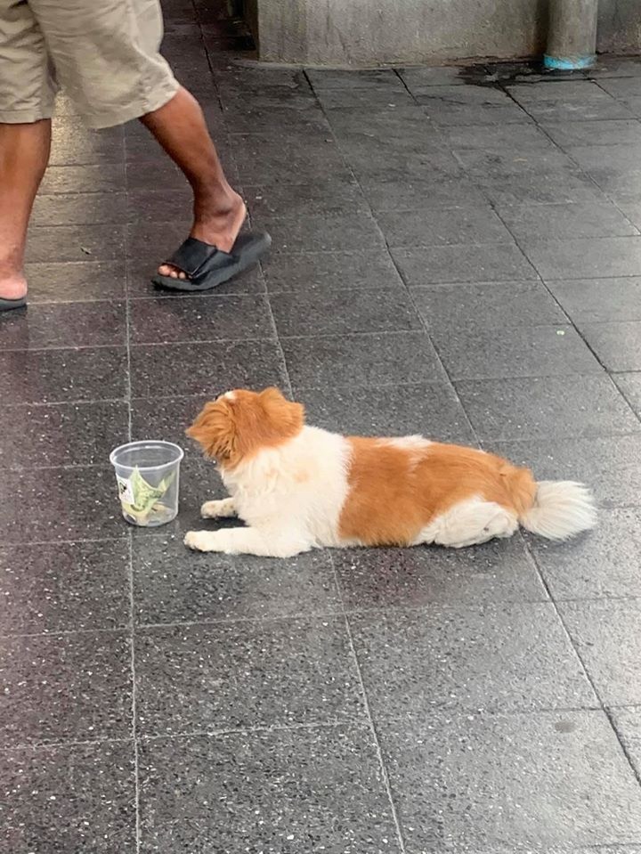 Dogilike.com ::  ʵاҹͧҢͷҹ˹ҧѧ 