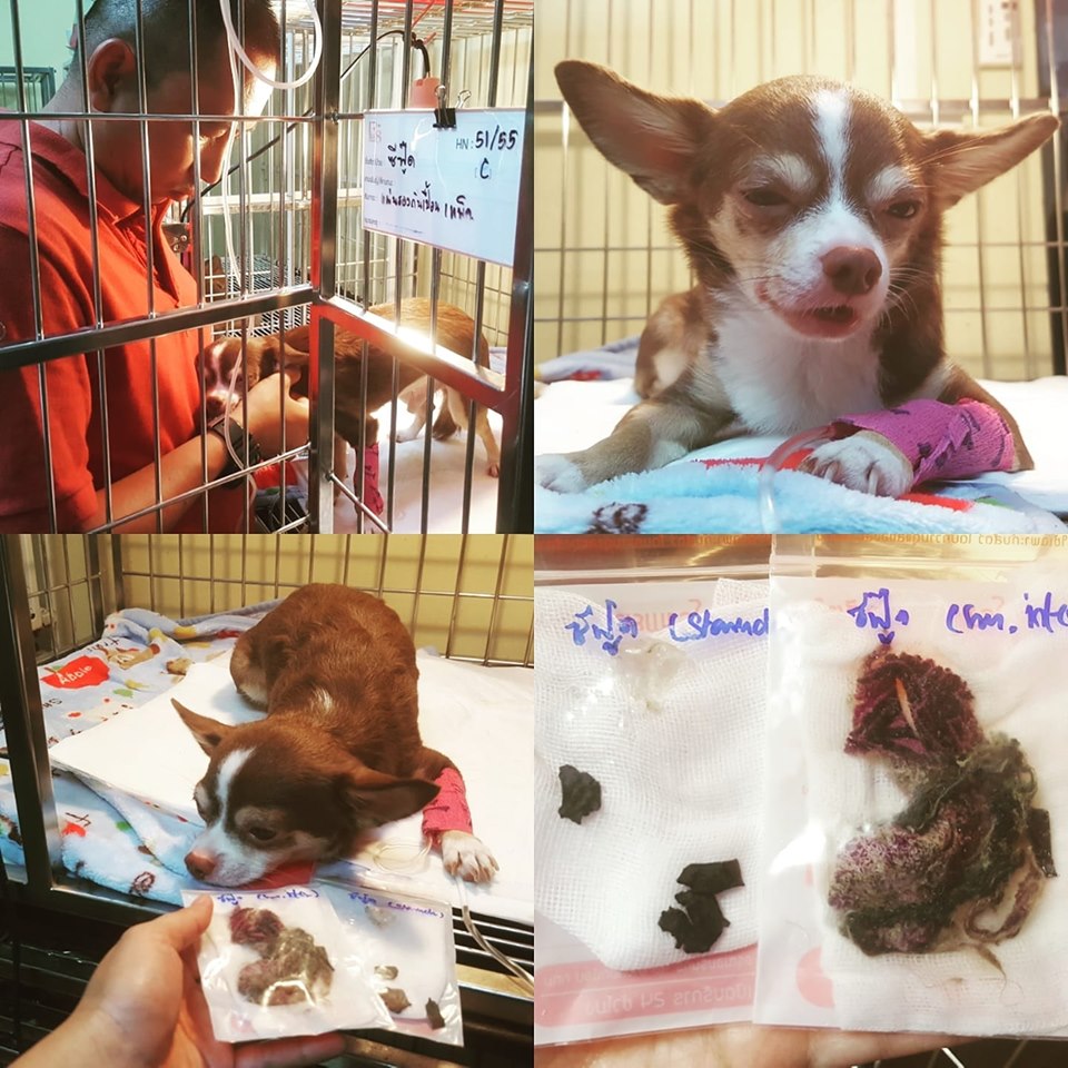 Dogilike.com :: طó Ҩ ɼ㹡 - ʵԡᷧ!!