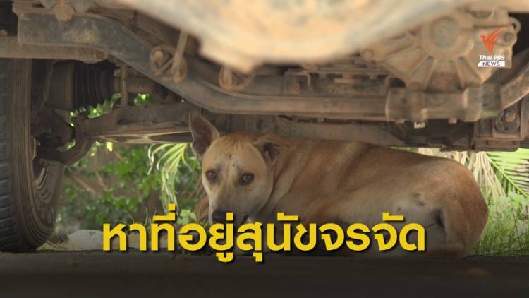 Dogilike.com ::  ٹѡԧعѢèѴ 㨪ŴѭäعѢ