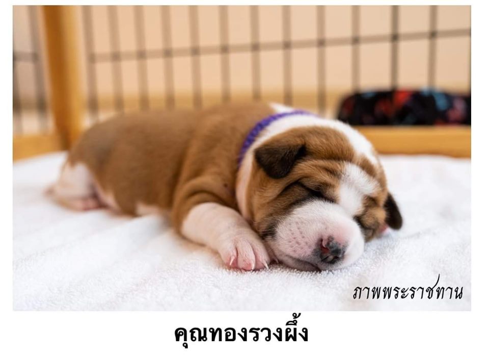 Dogilike.com :: Ҿ ͺǤسͧᴧ ҡü١سͧᴧ