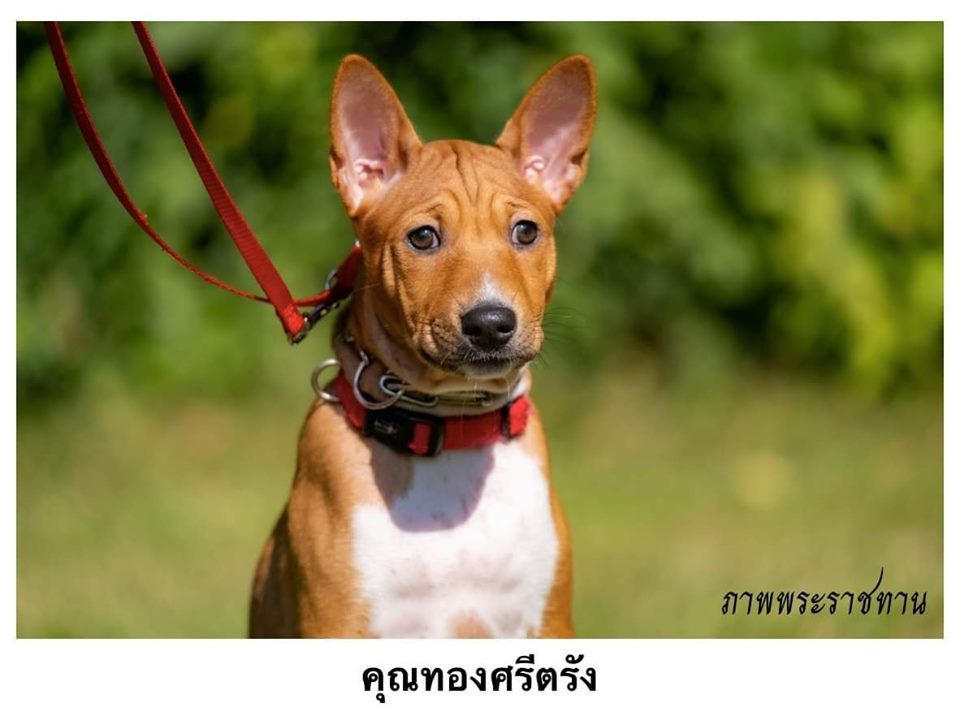 Dogilike.com :: Ҿ ͺǤسͧᴧ ҡü١سͧᴧ