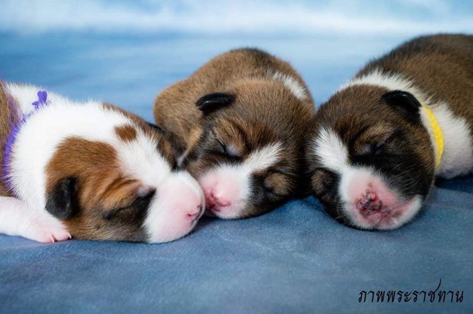 Dogilike.com :: Ҿ ͺǤسͧᴧ ҡü١سͧᴧ