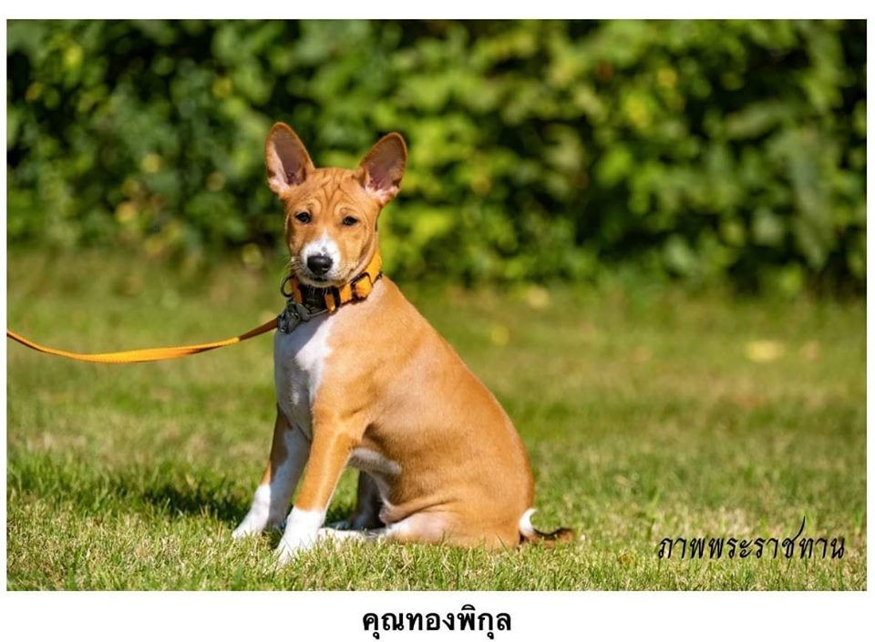 Dogilike.com :: Ҿ ͺǤسͧᴧ ҡü١سͧᴧ