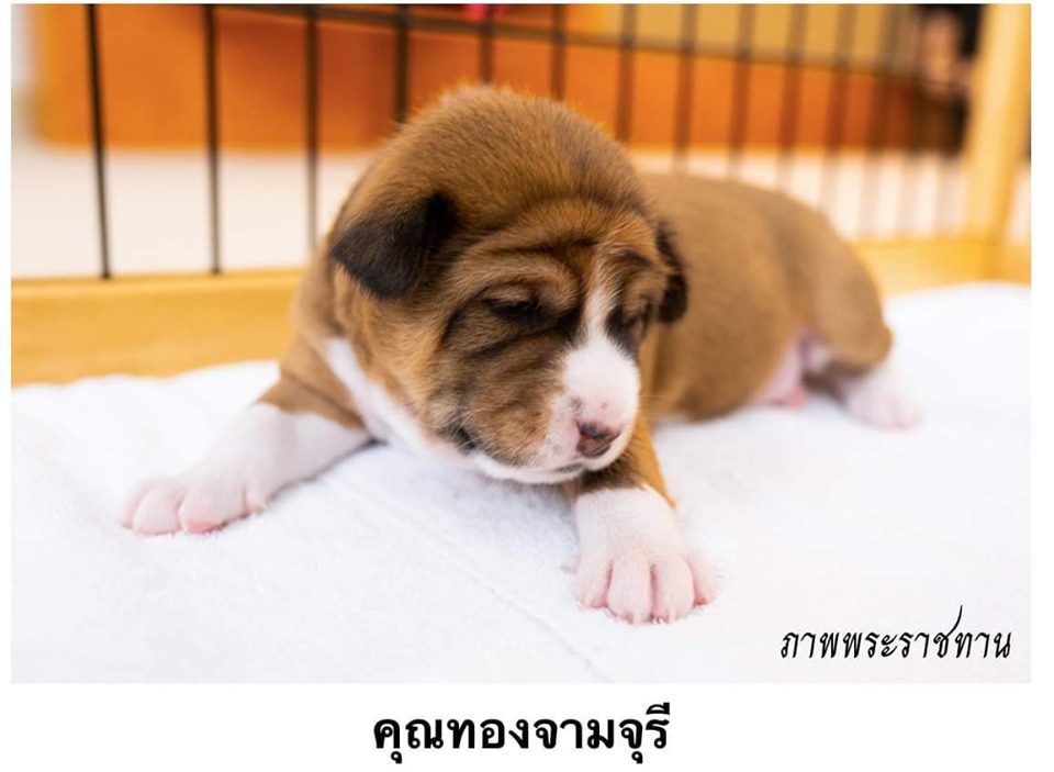 Dogilike.com :: Ҿ ͺǤسͧᴧ ҡü١سͧᴧ