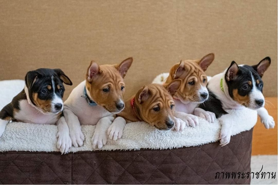 Dogilike.com :: Ҿ ͺǤسͧᴧ ҡü١سͧᴧ
