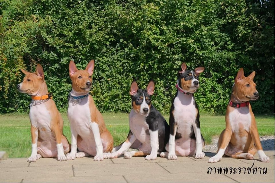 Dogilike.com :: Ҿ ͺǤسͧᴧ ҡü١سͧᴧ