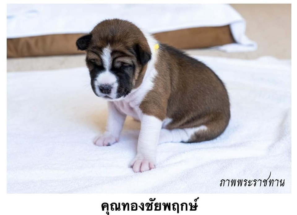 Dogilike.com :: Ҿ ͺǤسͧᴧ ҡü١سͧᴧ