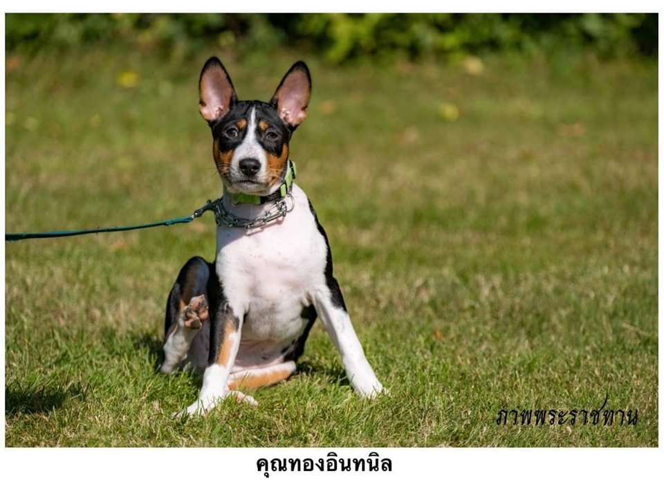 Dogilike.com :: Ҿ ͺǤسͧᴧ ҡü١سͧᴧ