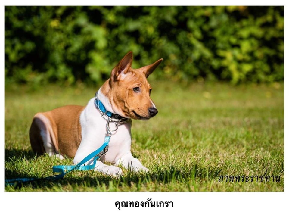 Dogilike.com :: Ҿ ͺǤسͧᴧ ҡü١سͧᴧ