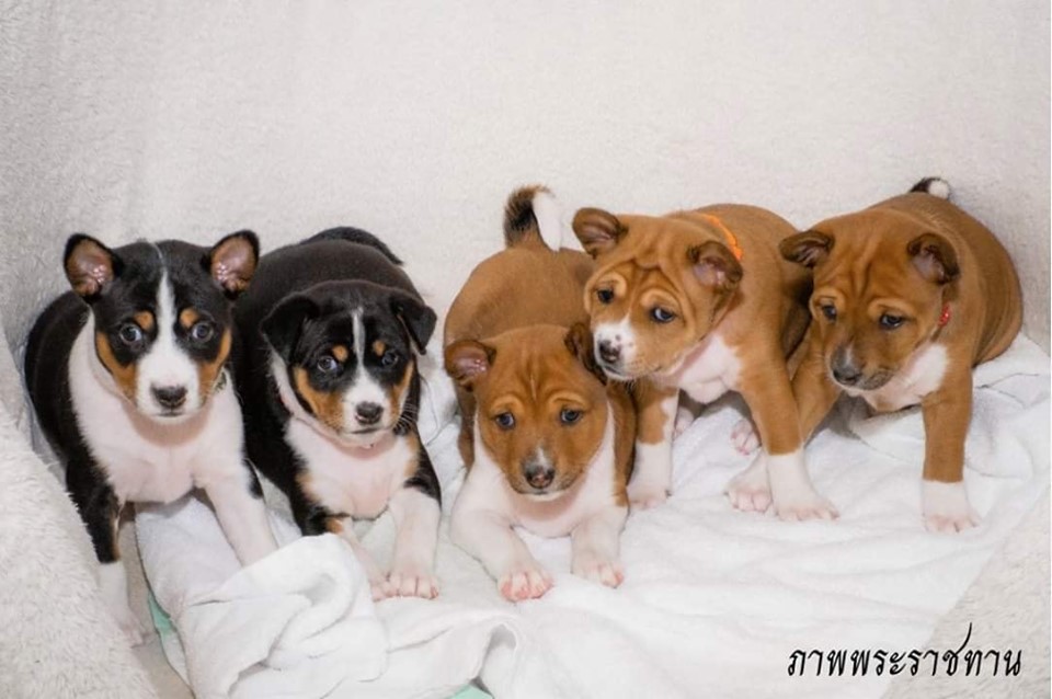 Dogilike.com :: Ҿ ͺǤسͧᴧ ҡü١سͧᴧ