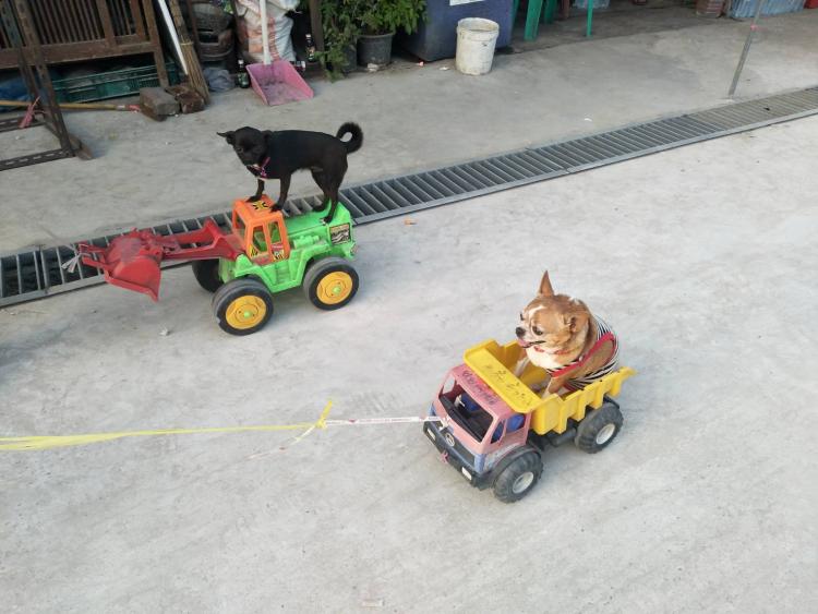 Dogilike.com :: ѡҡ 2 ͹Ңͧҹö ǹ͹Ѻ 