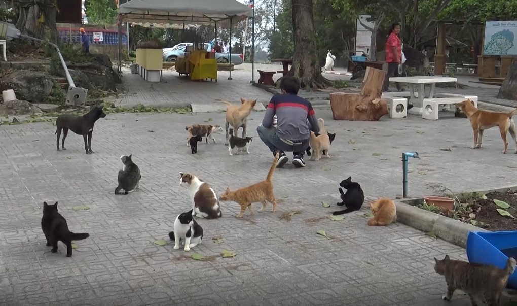 Dogilike.com :: Ѵʹ鹻¢ͧ شһѴ