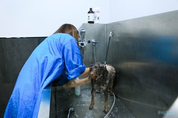 Dogilike.com :: Һء The Pet Safari ͤ͹ Ѻ 10 ԨشԹ ͧԹ ǹ  