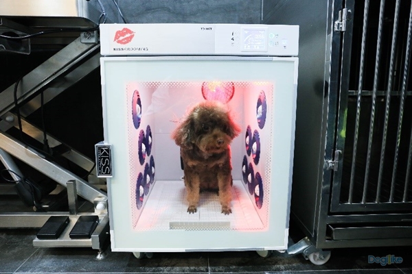 Dogilike.com :: Һء The Pet Safari ͤ͹ Ѻ 10 ԨشԹ ͧԹ ǹ  