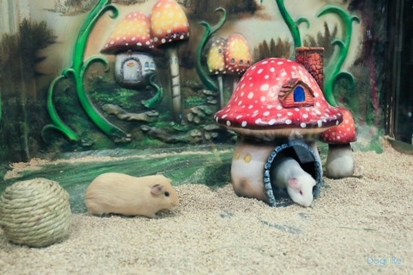 Dogilike.com :: Һء The Pet Safari ͤ͹ Ѻ 10 ԨشԹ ͧԹ ǹ  