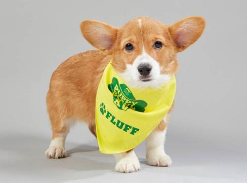 Dogilike.com :: ͧ Puppy Bowl 2019 Ǵʴ !