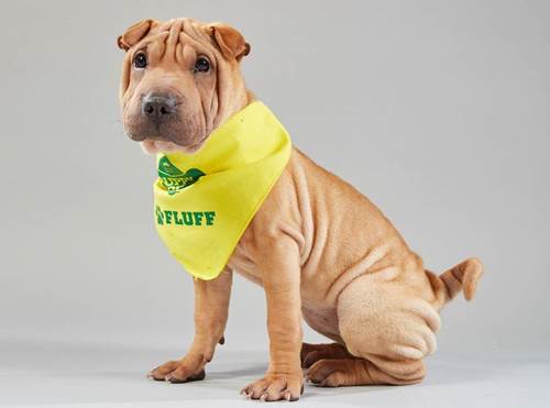 Dogilike.com :: ͧ Puppy Bowl 2019 Ǵʴ !