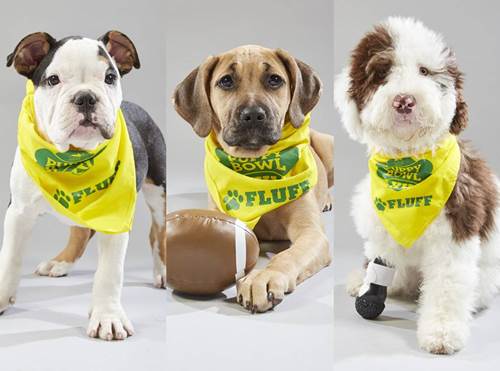 Dogilike.com :: ͧ Puppy Bowl 2019 Ǵʴ !