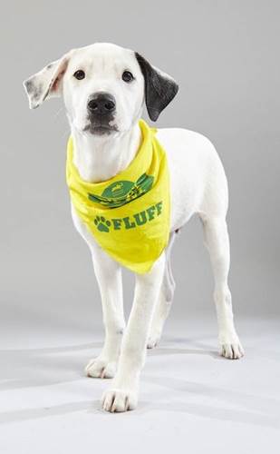 Dogilike.com :: ͧ Puppy Bowl 2019 Ǵʴ !