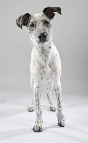 Dogilike.com :: ͧ Puppy Bowl 2019 Ǵʴ !