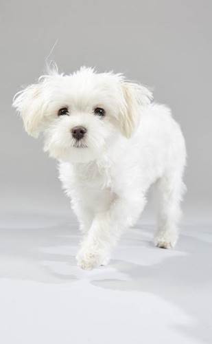 Dogilike.com :: ͧ Puppy Bowl 2019 Ǵʴ !