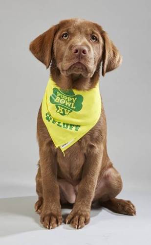 Dogilike.com :: ͧ Puppy Bowl 2019 Ǵʴ !