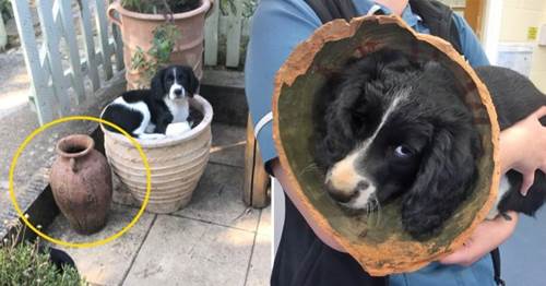 Dogilike.com :: ͧ! ǤҤ͹غᨡѹشǧ ѧٺ蹫ǵԴ 