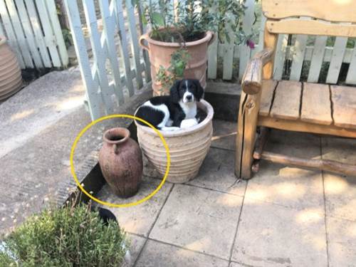 Dogilike.com :: ͧ! ǤҤ͹غᨡѹشǧ ѧٺ蹫ǵԴ 