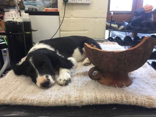 Dogilike.com :: ͧ! ǤҤ͹غᨡѹشǧ ѧٺ蹫ǵԴ 