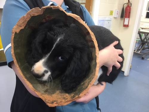 Dogilike.com :: ͧ! ǤҤ͹غᨡѹشǧ ѧٺ蹫ǵԴ 
