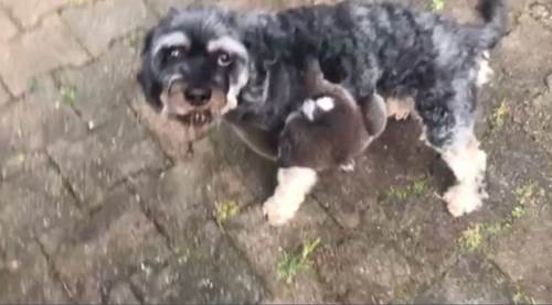 Dogilike.com :: Ңͧ駻µٺԹ Ѻավ١Ҵ !