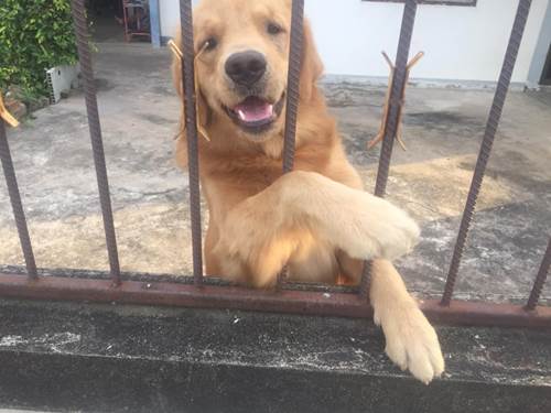 Dogilike.com :: Ңͧʵ ҵٺѹҹ 3 ѹ ͹ !