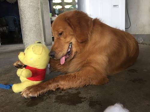 Dogilike.com :: Ңͧʵ ҵٺѹҹ 3 ѹ ͹ !