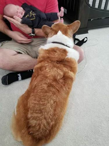 Dogilike.com :: ѡͧ! §˹ٹ½ὴ س͡Դ˹ֺҧ