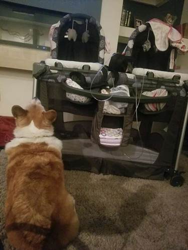 Dogilike.com :: ѡͧ! §˹ٹ½ὴ س͡Դ˹ֺҧ