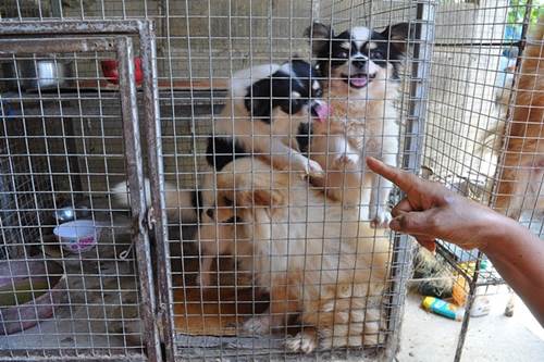 Dogilike.com :: سҴ 300  ͹㨴ժѧҤҧ !