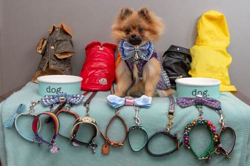 Dogilike.com :: ѡ! Թҹŵٺҧ ͹繴дѺš