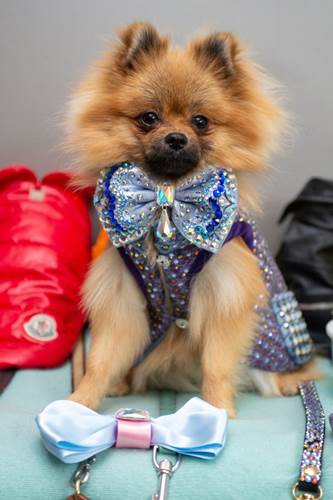 Dogilike.com :: คู่รักสายเปย์! ทุ่มเงินครึ่งล้านดูแลตูบอย่างดี มีเพื่อนเป็นดาราระดับโลก Dogilike.com :: คู่รักสายเปย์! ทุ่มเงินครึ่งล้านดูแลตูบอย่างดี มีเพื่อนเป็นดาราระดับโลก