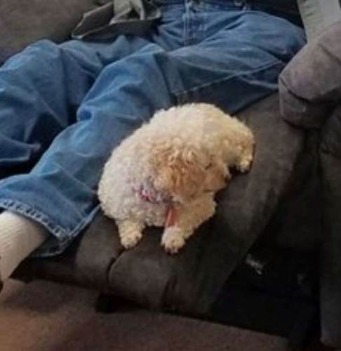 Dogilike.com :: ѡ! سҨЫ ҵٺҪ硤Ẻ!