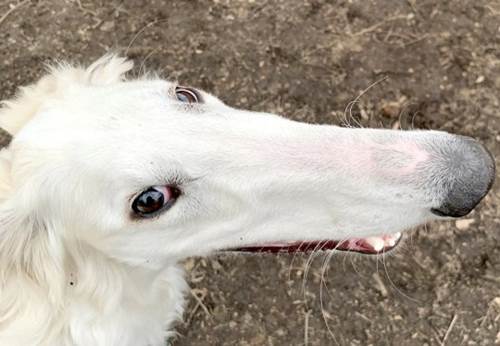 Dogilike.com :: !  Eris ͧҹѡը١ǡ÷Ѵ 