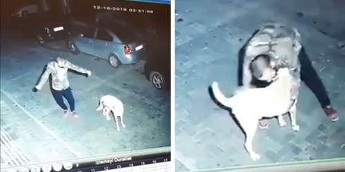 Dogilike.com :: ǧûԴ ˹áշẺ͵ٺèѴ 