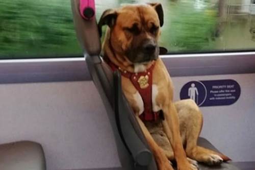 Dogilike.com :: ٺŧҧҺö ŪµҢͧ!
