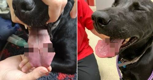 Dogilike.com :: อุทาหรณ์! เจ้าของให้หมาเล่นลูกบอลยางเกือบทำลิ้นขาด