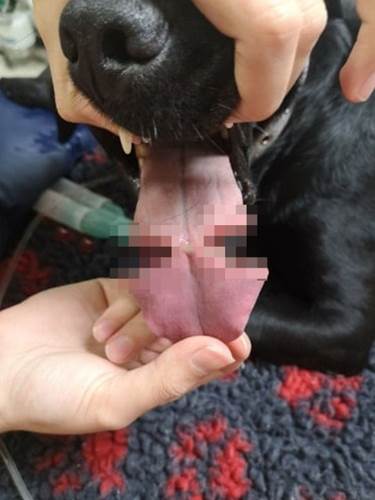 Dogilike.com :: อุทาหรณ์! เจ้าของให้หมาเล่นลูกบอลยางเกือบทำลิ้นขาด