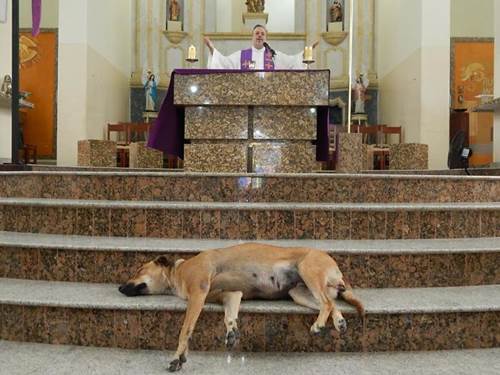 Dogilike.com :: ѡ! ҷǧ㨴عѢèѴʶ ѧ餹Ѻ§