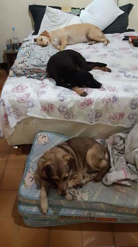 Dogilike.com :: ѡ! ҷǧ㨴عѢèѴʶ ѧ餹Ѻ§