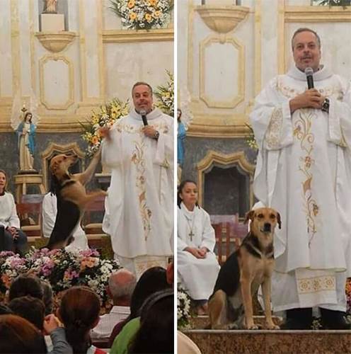 Dogilike.com :: ѡ! ҷǧ㨴عѢèѴʶ ѧ餹Ѻ§