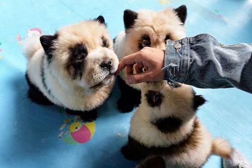 Dogilike.com :: Ԩóʹ! չԴعѢ Ѻ١Ᾱ