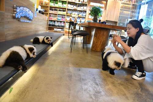 Dogilike.com :: Ԩóʹ! չԴعѢ Ѻ١Ᾱ