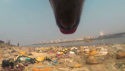 Dogilike.com :: ԹµԴ GoPro ٪ԵҨèѴ 1 ѹͧúҧ! (դԻ)